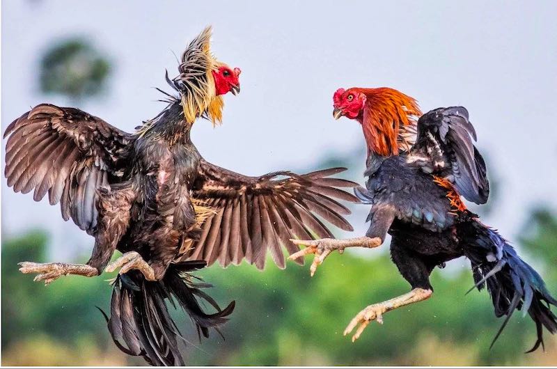 Xem đá gà có bị phạt không? Tìm hiểu chi tiết