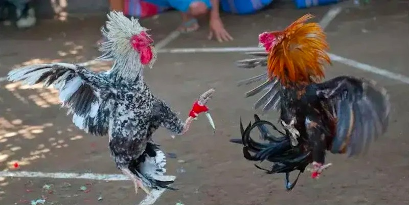 Kỹ thuật huấn luyện gà đá Cựa Dao hiệu quả