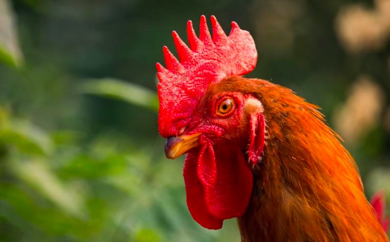 Gà chiến có mồng đỏ tươi, dáng gọn thể hiện sự sung sức và tinh anh