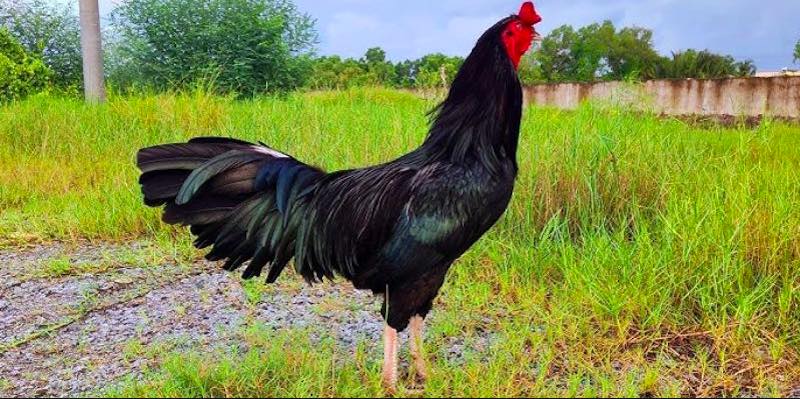 Gà Asil nổi bật với thân hình chắc khỏe và đòn tấn công uy lực - top giống gà đá cựa sắt